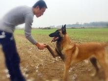 馬林諾斯犬 貝彪