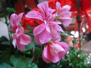 盾葉天竺葵 盾葉天竺葵