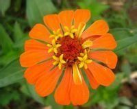 一年生草本植物 一年生草本植物