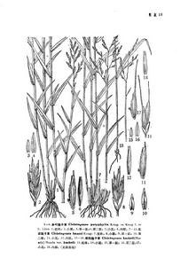 中國植物志原版墨線圖