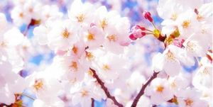 盛世櫻花悠樂谷 盛世櫻花悠樂谷