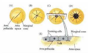 雞卵的盤狀卵裂