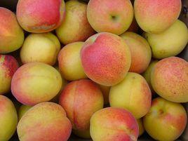 沙金紅杏 沙金紅杏