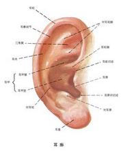 耳廓