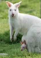 新南威爾斯白袋鼠