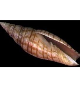 苦樂巴筆螺 苦樂巴筆螺