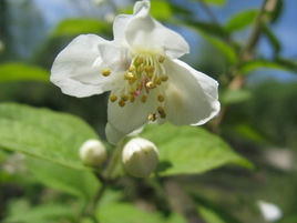 堇葉山梅花 堇葉山梅花