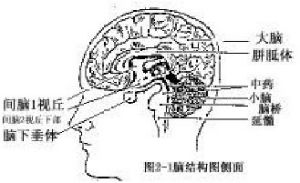 視丘下部 視丘下部