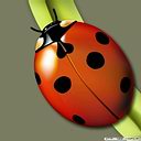 十斑小崎齒瓢蟲 十斑小崎齒瓢蟲