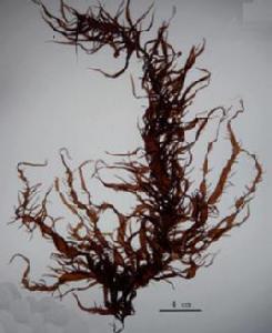 大型海藻 大型海藻