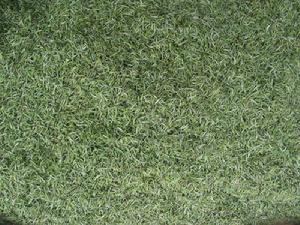 圖1 英山雲霧茶