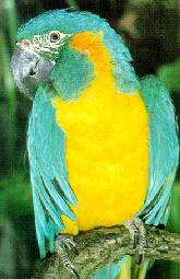 藍喉金剛鸚鵡