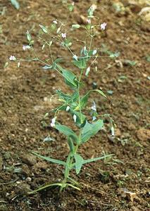 麥藍菜屬 麥藍菜屬