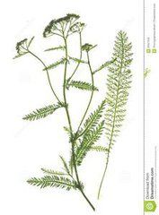 天料木科 天料木科