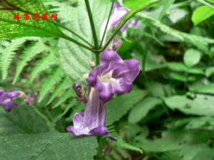 黔金足草 黔金足草