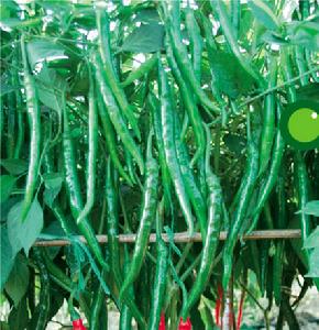 紅秀四號 紅秀四號