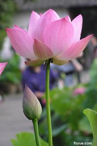 楊無為提刑 楊無為提刑