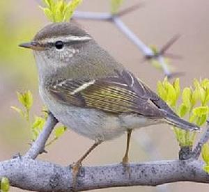 黃眉柳鶯 黃眉柳鶯