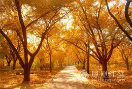 中華銀杏品種園 中華銀杏品種園