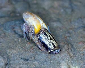 赫萊利招潮蟹 赫萊利招潮蟹