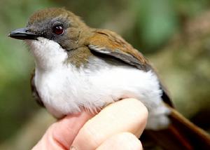 白胸鴝鶇 白胸鴝鶇