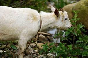 塔石香羊 塔石香羊