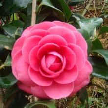 伊莉莎白織女茶花 伊莉莎白織女茶花