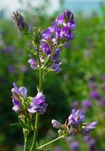 紫花苜宿