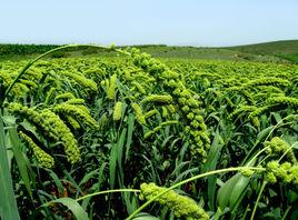 有機小米 有機小米