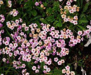 報春花目 報春花目