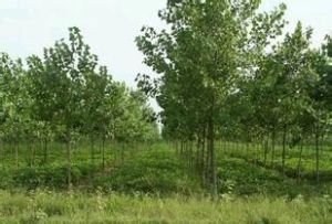 鉛山縣國營森林苗圃 鉛山縣國營森林苗圃