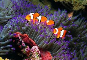 女王神仙小丑魚