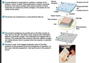 westernblot