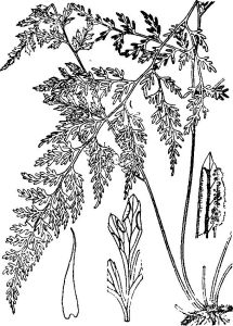 金粉蕨屬 金粉蕨屬