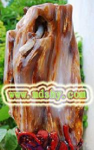 帶蟲樹化玉 帶蟲樹化玉