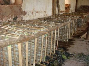 攀枝花樹自然村