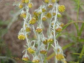 紫花冷蒿(變種) 紫花冷蒿(變種)