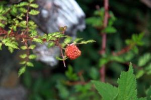 紅腺懸鉤子 紅腺懸鉤子