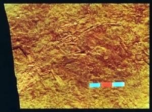 金氏熱河獸化石