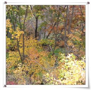 “互動維客支持環保”簽名活動