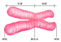 人類基因組計畫