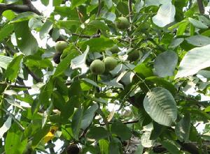 雞蛋皮核桃樹