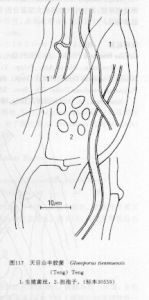 天目山半膠菌 天目山半膠菌