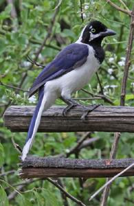 白尾藍鴉 白尾藍鴉