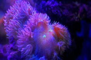 雙錐珊瑚屬 雙錐珊瑚屬