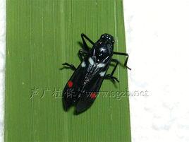 稻赤斑沫蟬 稻赤斑沫蟬