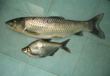 主要食材——鯿魚 圖片