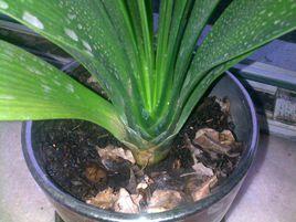 君子蘭根腐病 君子蘭根腐病