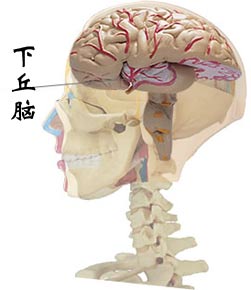 閉經溢乳綜合徵