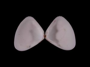 紫藤斧蛤 紫藤斧蛤